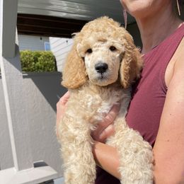 Poodle Puppies from Stylish Standards
