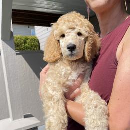 Poodle Puppies from Stylish Standards