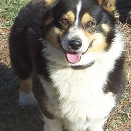 Pembroke Welsh Corgis from Arkansas Corgis