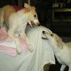Borzoi Puppies from Radost Borzoi