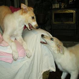 Borzoi Puppies from Radost Borzoi