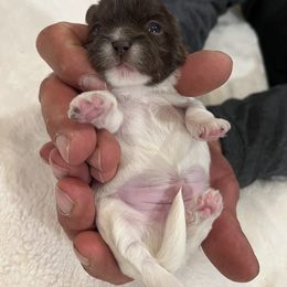 Shih Tzu Puppies from Lux Shih Tzu of New England