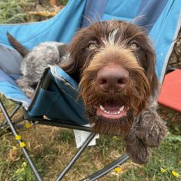 German Wirehaired Pointer puppies from German Wirehaired Versatility Dogs