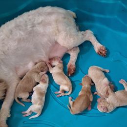 Miniature Schnauzer puppies from Schnauzer Snobs