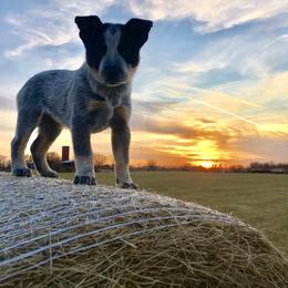 Australian Cattle Dog Puppies from Hudsons Australian Cattle Dogs