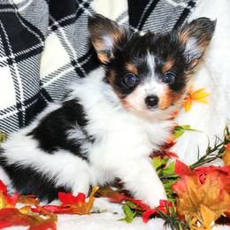 Spuds - White black and tan male Papillon puppy in Neosho, Missouri from Ms. Barbs Puppies