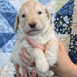 Hickory - Cream male Goldendoodle puppy in Kansas City, Missouri from Beary GoldenDoodles
