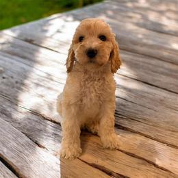 Sawyer - Apricot male Goldendoodle puppy in Macclenny, Florida from Baker County Goldendoodles