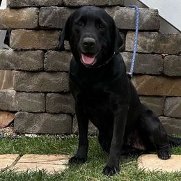 Unique - Labrador Retriever