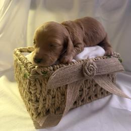 Josie - Red female Dachshund puppy in Brockport, New York from Ryans Nursery/Ryan's Dachshunds
