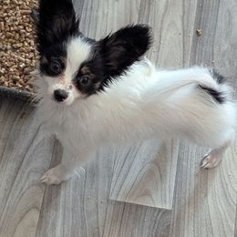 AKC Girl 4 - White black and tan female Papillon puppy in Joshua, Texas from Summertime Kennels