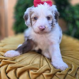 Milky - Merle female Goldendoodle puppy in Decatur, Tennessee from Diamond's Doodles