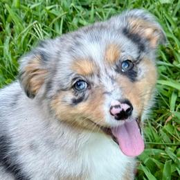 Aurora - Blue merle female Miniature Australian Shepherd puppy in Patterson, North Carolina from DreamLine Aussies