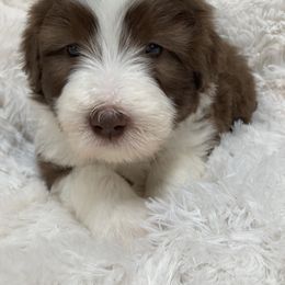 Jane - Brown Bearded Collie puppy in Kent, Washington from White Tips Ranch