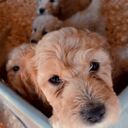Goldendoodle Puppies from Americana Paws