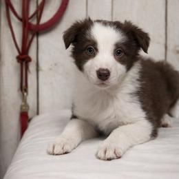 Male 6 - Red male Border Collie puppy in Oxford, Florida from RSR Border Collies