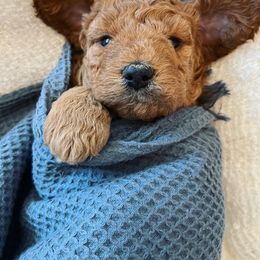 Goldendoodle Puppies from Millie Billie Doodles