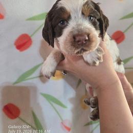 Girl 3 Coconut - Liver white and tan female English Springer Spaniel puppy in Saginaw, Michigan from Kemerer Springers
