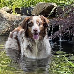 Gypsy - Australian Shepherd
