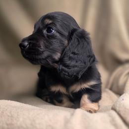 Buzz - Black and cream male Dachshund puppy in Tucson, Arizona from Crowned Doxies