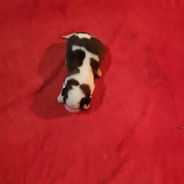 Maurine O' hare - Brown and white female Saint Bernard puppy in Lowpoint, Illinois from Minnie's Majestic Saints