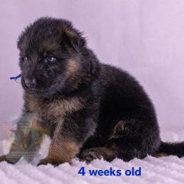 Blue collar - Black and red male German Shepherd puppy in Plumas Lake, California from Zwinger Vom Greifjäger