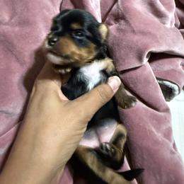 Echo - Black and tan female Yorkshire Terrier puppy in Aurora, Colorado from Lavish Yorkies