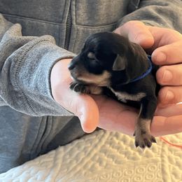 Boy 3 - Miniature Schnauzer puppy in Brighton, Michigan from Front Runner Miniature Schnauzers