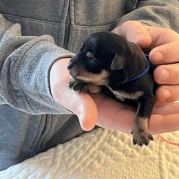 Boy 3 - Miniature Schnauzer puppy in Brighton, Michigan from Front Runner Miniature Schnauzers