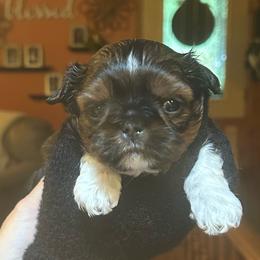 Gorilla - Sable and white male Shih Tzu puppy in Nekoosa, Wisconsin from Brox Acres House of Fur LLC