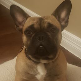 French Bulldogs from Clarence's French Bulldogs