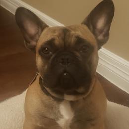 French Bulldogs from Clarence's French Bulldogs