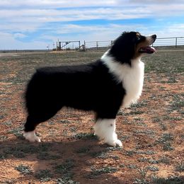 Jesse - Miniature American Shepherd