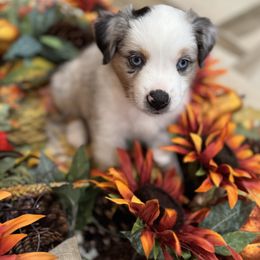 Chestnut - Blue merle male Miniature Australian Shepherd puppy in Merritt Island, Florida from Space Coast Mini Aussies