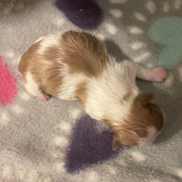 Girl 1 - Red and white female Shih Tzu puppy in Troy, Texas from Smith Shih Tzu