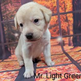 Goldendoodle, Golden Retriever, Labradoodle, and Labrador Retriever Puppies from Robertson's Retrievers and Doodles
