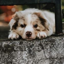 Australian Shepherd Puppies from Patchwork Kennels