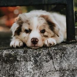 Australian Shepherd Puppies from Patchwork Kennels