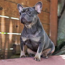 Lola - French Bulldog
