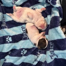 Chihuahua Puppies from Dreamy Divine Chihuahuas
