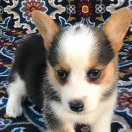 American Corgis and Pembroke Welsh Corgis from Tank’s AKC & CKC Corgis