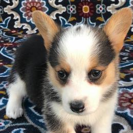American Corgis and Pembroke Welsh Corgis from Tank’s AKC & CKC Corgis