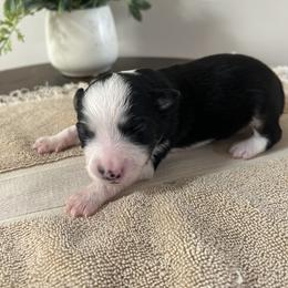 Toy Australian Shepherd Puppies from Itty Bitty Aussies