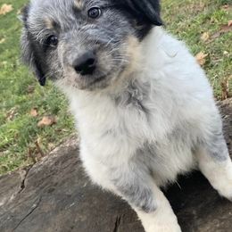 Companion Crosses from Australian Cattle Dog Mix