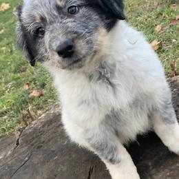 Companion Crosses from Australian Cattle Dog Mix