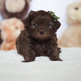 Shihpoo Puppies from The Teddybear Shihpoo