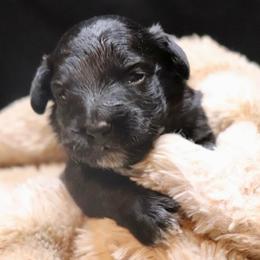 Maggie - Black and white female Aussiedoodle puppy in Seguin, Texas from Navarro Royal Pups