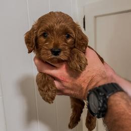 Peter Piper (Our Mother Goose Nursery Rhyme litter) - Red  male Goldendoodle puppy in Hopkins County, Texas from Boutique Doodles