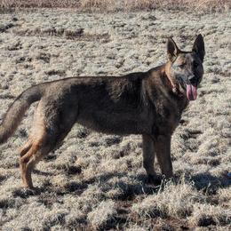 Faye - German Shepherd