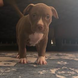 Chocolate - Brown female American Bully puppy in Union County, North Carolina from XLRG BULLIES